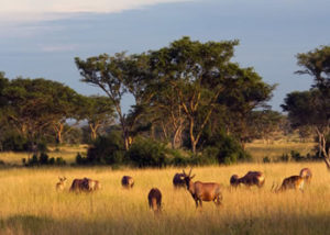 Destinations in Uganda-Queen Elizabeth National Park