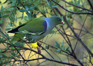 african-green-pigeon