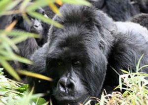 agashya-gorilla-group