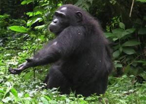 Destinations in Uganda-Kibale Forest National Park
