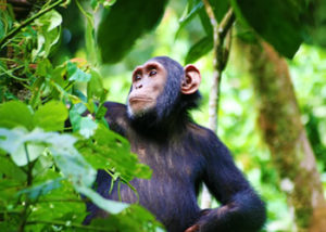 chimpanzee-4
