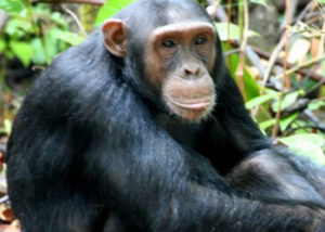 chimpanzee-nyungwe