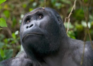 5 Days Congo Gorillas & Nyiragongo Hike 