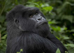 7 Days Classic Gorillas & Wildlife Tour