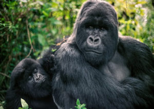 Active Uganda Safaris-6 Days Wildlife & Primates Tour