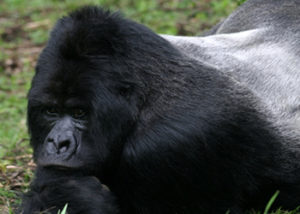 gorilla-7