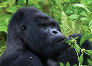 Active Congo Safaris-3 Days Congo Gorilla Tour