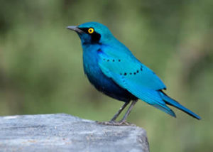 greater-blue-eared-starling
