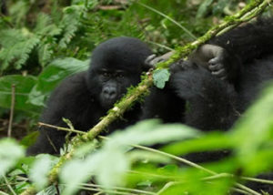 habinyanja-gorilla-group