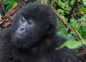 humba-gorilla-group