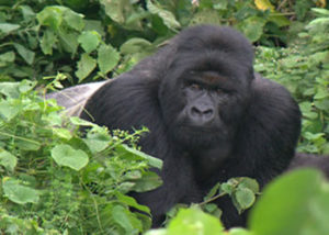 kabirizi-gorilla-group