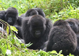 karisimbi-gorilla-group