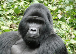 kyaguliro-gorilla-group
