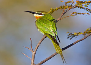 madagascar-bee-eater