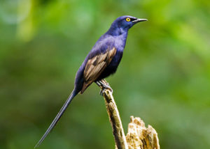 narrow-tailed-starling