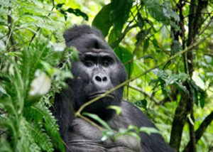 nkuringo-gorilla-group