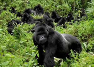 nshongi-gorilla-group
