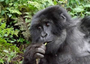 sabyinyo-gorilla-group