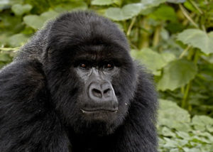 umubano-gorilla-group