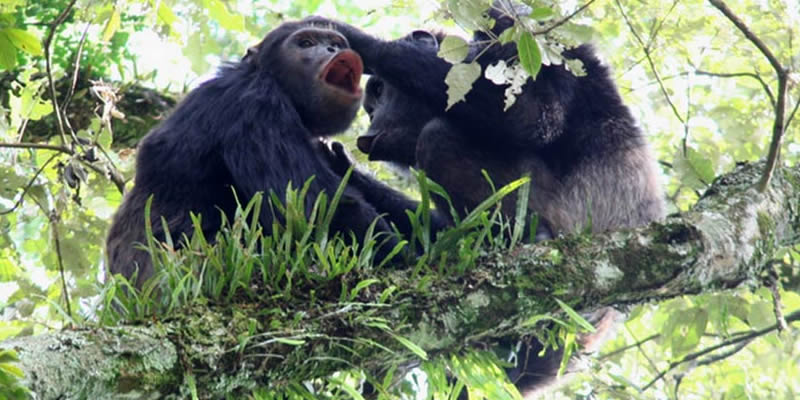 Chimpanzee Tracking & Habituation in Uganda
