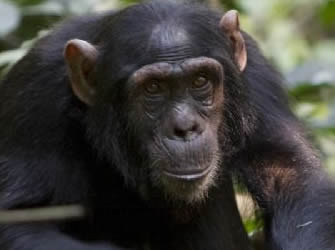 Chimpanzee Safari Tours