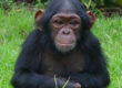 Chimpanzee Tracking & Viewing in Congo