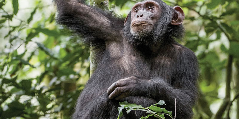 Chimpanzee Tracking Tours Rwanda