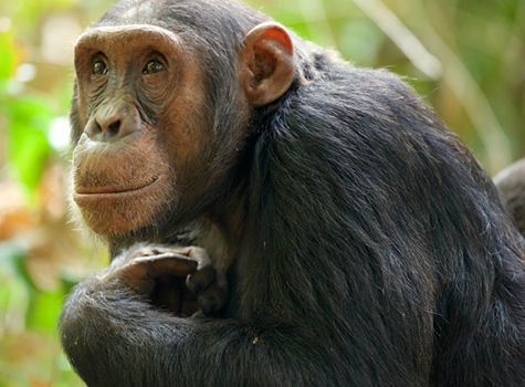 Chimpanzee Tracking Safaris Africa