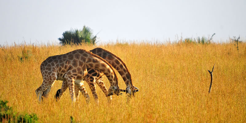 Wildlife Safari Tours in Uganda