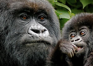 Top 6 (Best Luxury) Hiking & Primate Safaris Rwanda 
