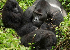 Lowland Gorilla Trekking in Congo