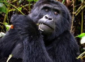 Gorilla Trekking Tours Uganda, Rwanda and DR Congo