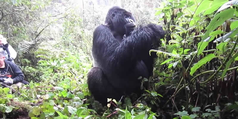 Gorilla Trekking Tours Rwanda