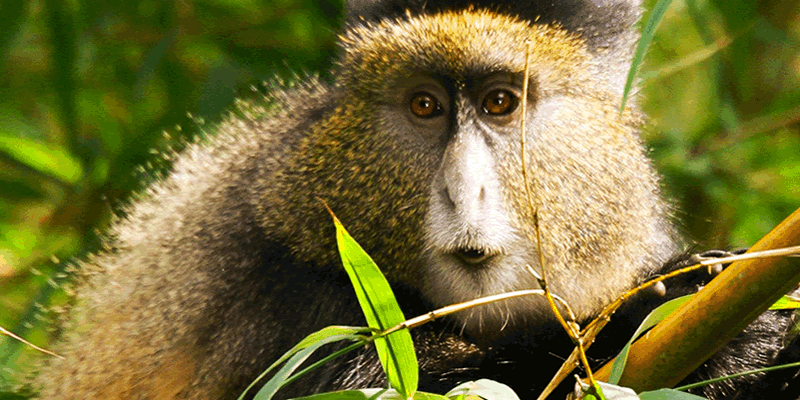 Golden Monkey Trekking (Mgahinga & Volcanoes) in Uganda & Rwanda