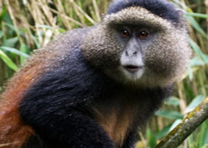 Golden Monkey Trekking (Mgahinga & Volcanoes) in Uganda & Rwanda