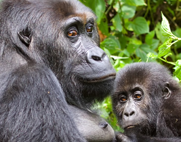 Eastern Lowland Gorillas at Kahuzi Biega National Park