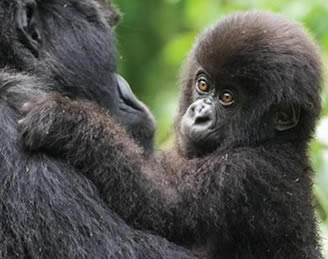 Top 6 (Best Luxury) Hiking & Primate Safaris Rwanda 