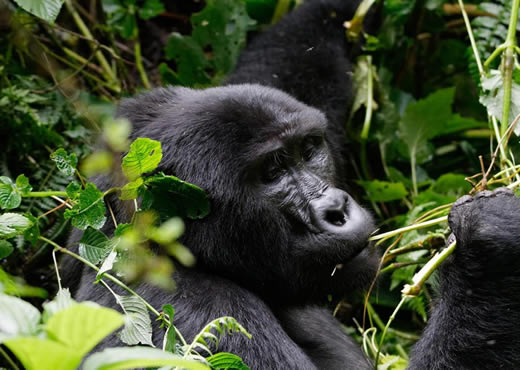 Mountain Gorilla Families Uganda & Rwanda 