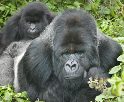 4 Days (Budget) Bwindi Gorillas & Lake Bunyonyi Tour Uganda