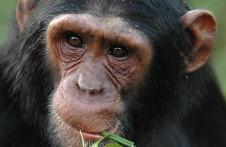 3 Days (Nyungwe-Rwanda) Chimpanzee Tour & Canopy Walk Safari