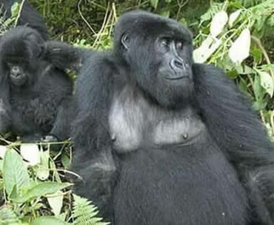 4 Days Congo Gorillas & Chimpanzee Tour