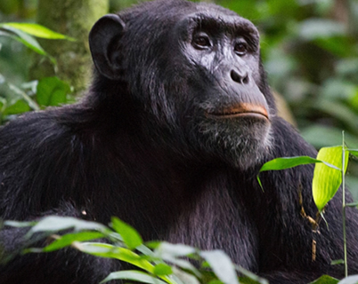 6 Days Budget Wildlife & Primates Tour Uganda