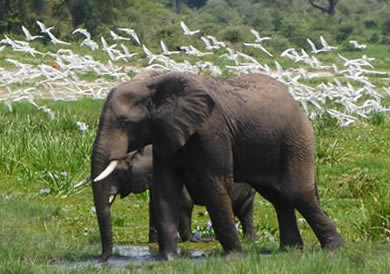 Murchison Falls National Park Uganda