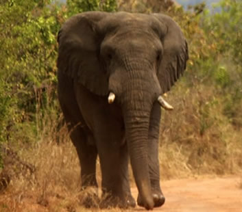 Akagera National Park Rwanda